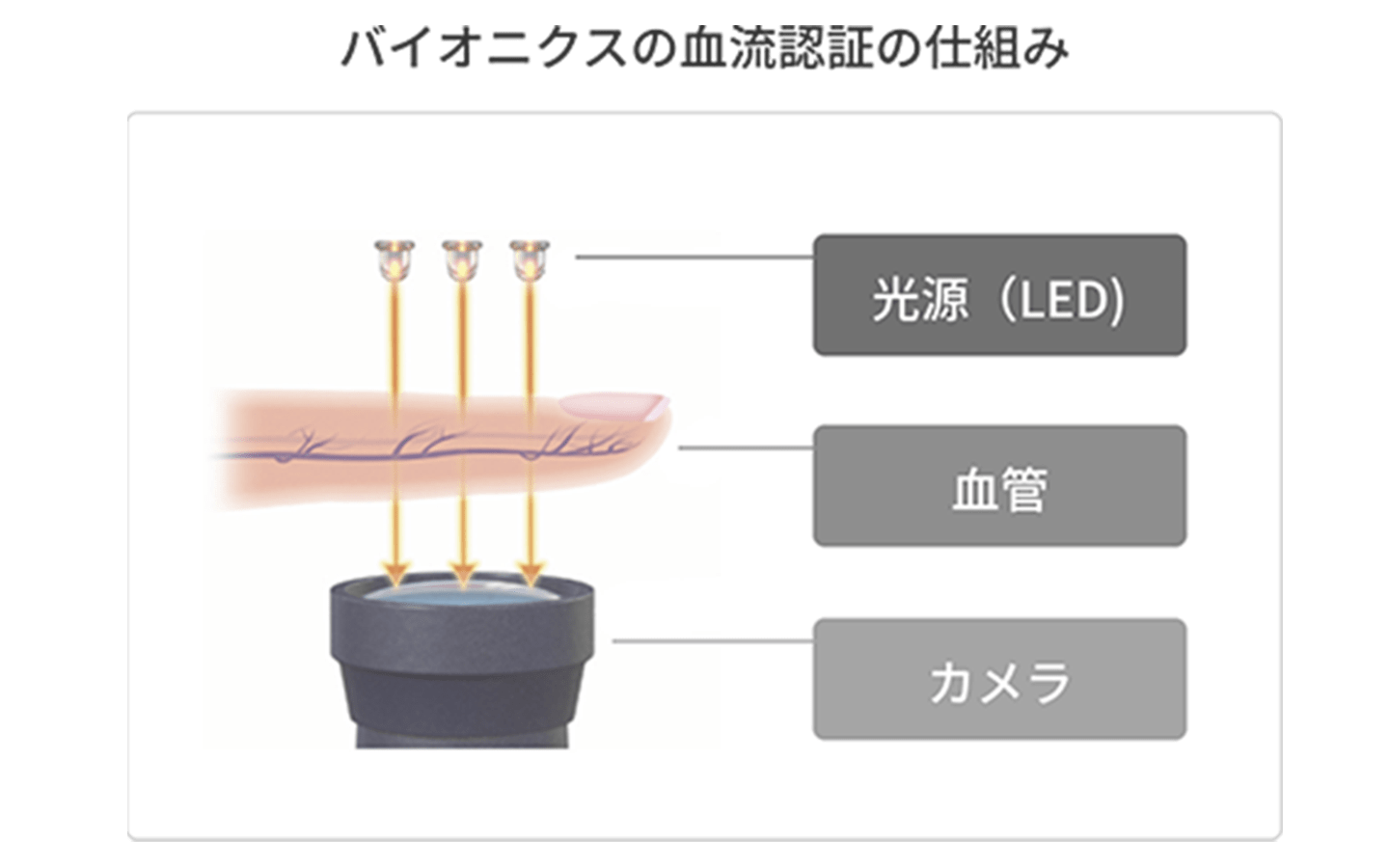 血流認証の仕組みの画像